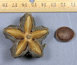   Fruit, seed:   Plukenetia volubilis ; Photo by M. Creller, USDA APHIS PPQ, imageID.idtools.org
